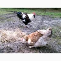 ПРОДАЕМ ИНКУБАЦИОННОЕ ЯЙЦО, яйца Фавероль, (лососевый), чистокровные