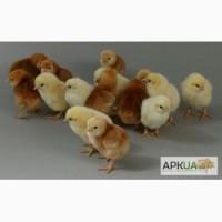 Продам петушков Ломан Браун