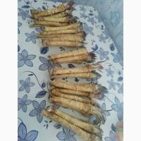 Продам хрін