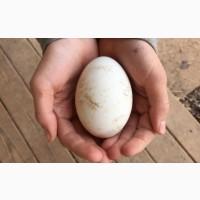 Продам Яйцо инкубационное гусь шипун