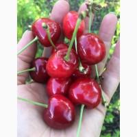 Продам Черешню оптом