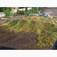 Яблоки Куплю