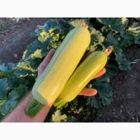 Продам Кабачек