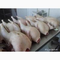 Продам тушки индюка