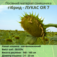 Бери!!! Насіння соняшника та (або) кукурудзи та гарантовано отримуй знижку