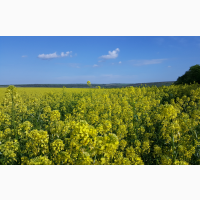 Пpодаємо насіння гіpчиці жовтої