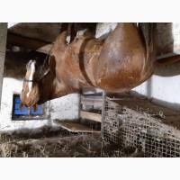 Продам кобилу