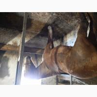 Продам кобилу