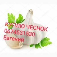 Куплю чеснок товарный, зубок, переработка берем все