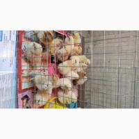 Курчата, добові та підрощені домашні