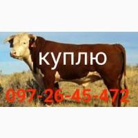 Закупаю Врх та коней. ДОРОГО