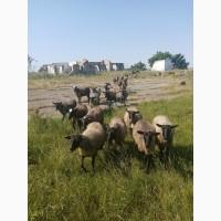 Продам романовских ярок на племя