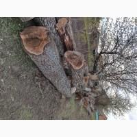 Продам стовбур горіха