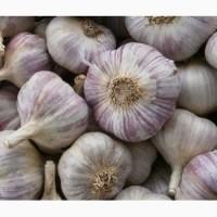 Продам часник Любаша. Першої репродукції