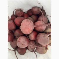 Продам молодий буряк