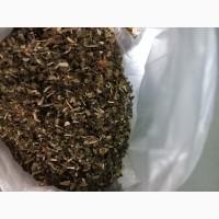 Махорка звичайна самосад