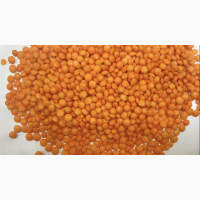 Сочевиця оптом