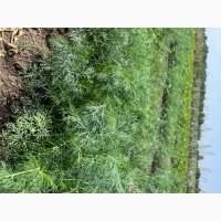 Продам укроп і петрушку