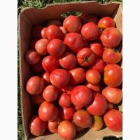 Продам помідор сливка