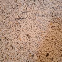 Продам люпин сорт Дега