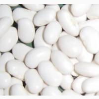 Закуповуємо білу квасолю