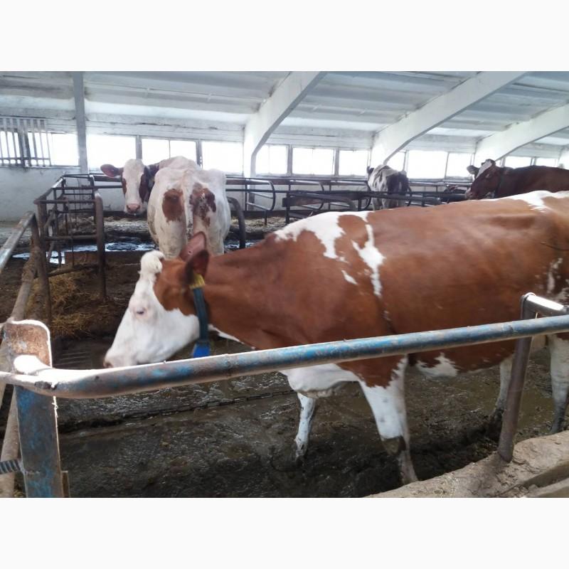 Фото 4. Срочно продам от производителя коровы. На экспорт и по Украине от 100 голов