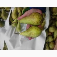 Продам грушу Конференцию