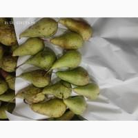 Продам грушу Конференцию