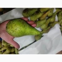 Продам грушу Конференцию