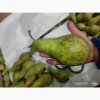 Продам грушу Конференцию