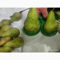Продам грушу Конференцию