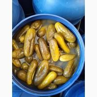 Продам огірок солений 12+ бюджет.14тонн