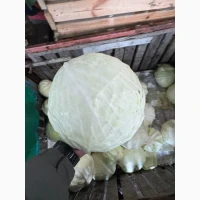 Продам капусту б/к