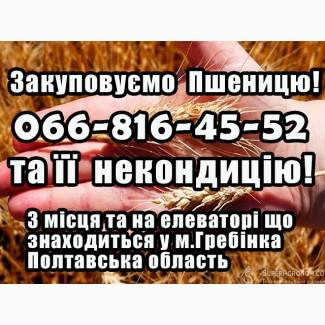 Закуповуємо пшеницю 2, 3, 4 клас! На постійній основі!Вигідні ціни