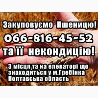 Закуповуємо пшеницю 2, 3, 4 клас! На постійній основі!Вигідні ціни