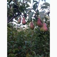 Продам грушу талгарку