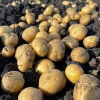 Продаж якісної насіннєвої картоплі у Львівській області: Беллароза, Саншайн, Ред Леді