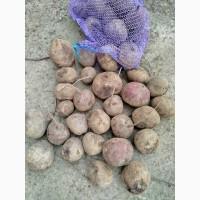 Продамо буряк н/с та дрібний