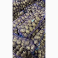 Продаємо картоплю другого врожаю, сорт Рівʼєра