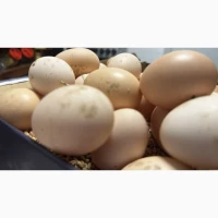 Продам домашні курячі яйця