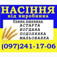 Насіння, озима пшениця сорт Астарта, Богдана, Подолянка, Мальованка еліта від виробника