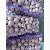 Продам картоплю