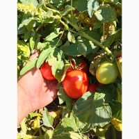 Продам помідор сорт галілея