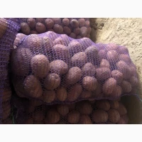 Продам домашню картоплю, сорт Беллароза