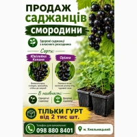 Саджанці смородини Гурт Сертифіковані