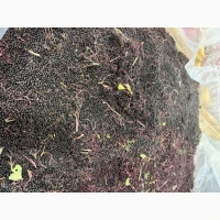 Продам бузину оригінал шокова заморозка