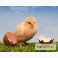 Продам суточні курчата