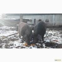 Продам поросят, породы венгерская мангалица