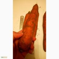 Продам морковь оптом - на экспорт