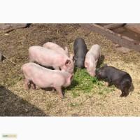 Продам вьетнамских поросят